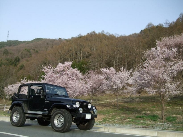 春です　車内に桜が降ってきました　'08 